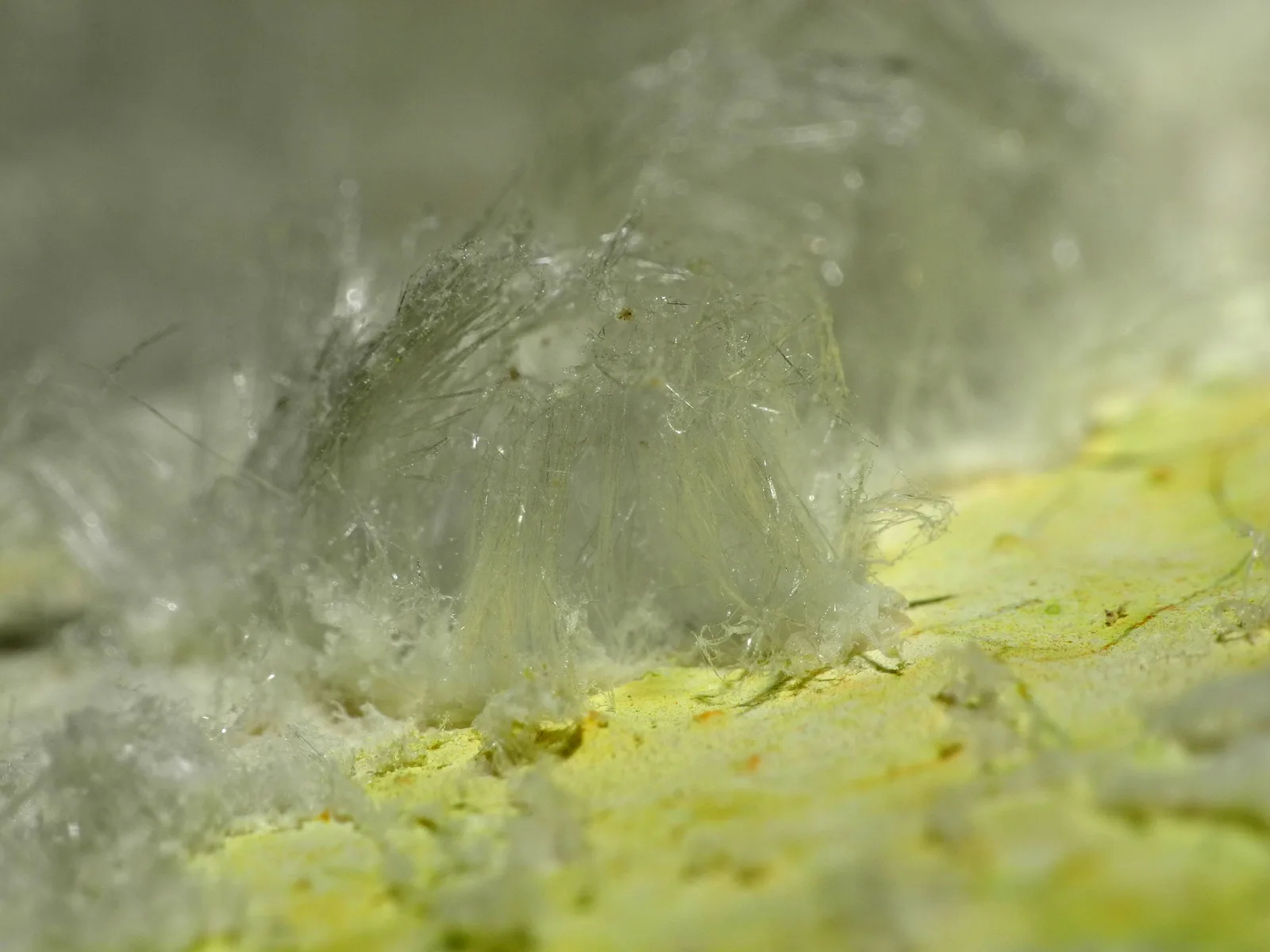 Gros plan sur des cristaux de salpêtre en filaments blancs sur une paroi